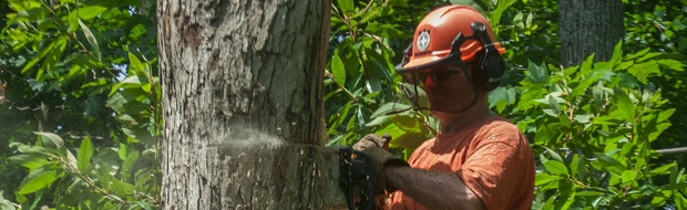 Tree Removal Virginia Beach